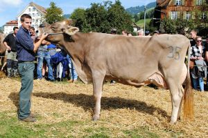 Schneuter mittlere Schwyz_Blooming Bocarda_Klin Paul Steinen